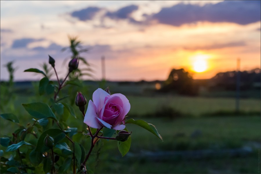 IMGP5966_web