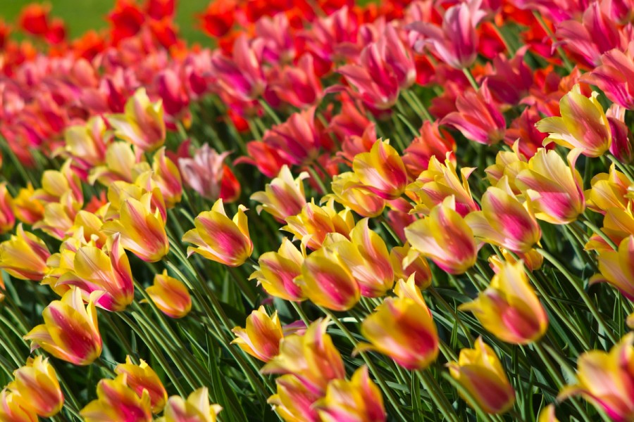 Tulips-AE-web