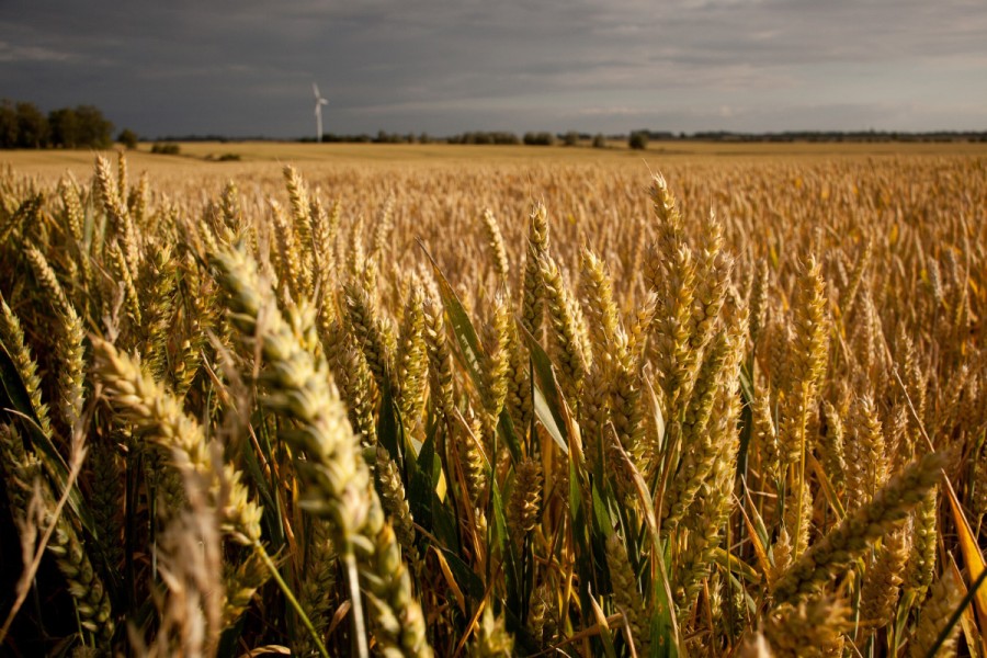 Fehmarn-Feld-Weizen-by-TH-fi