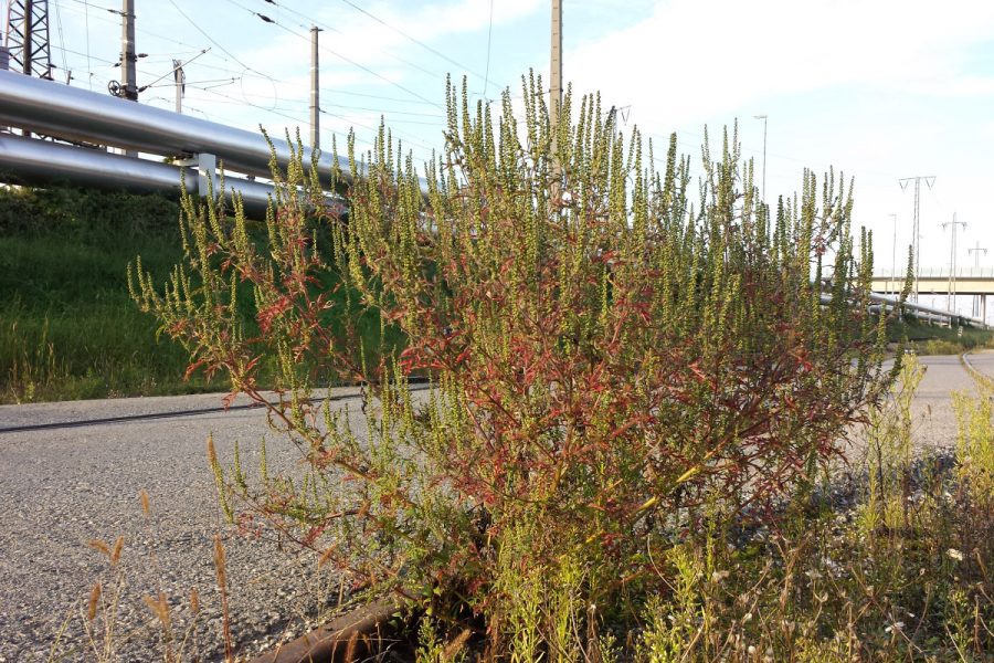_Ambrosia_artemisiifolia_zhd_web