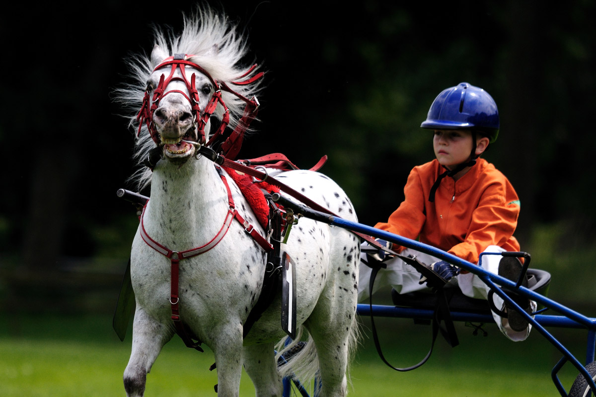 horse-1413604-1200