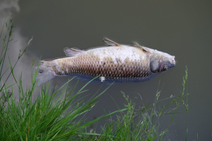 dead-fish-1417882-Ajale-pixabay-web