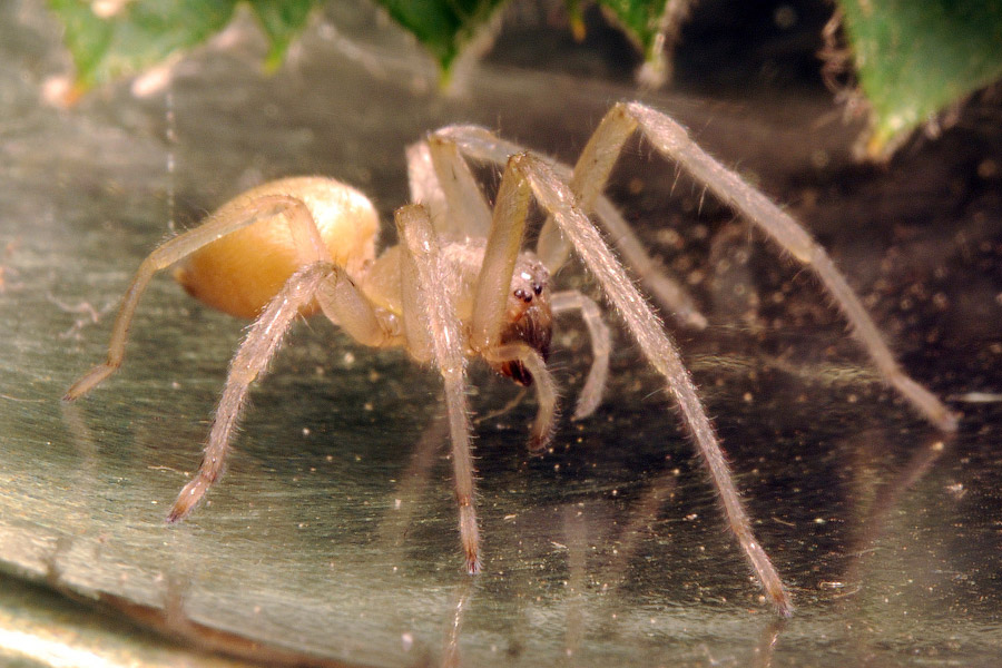 cheiracanthium_mildei-web