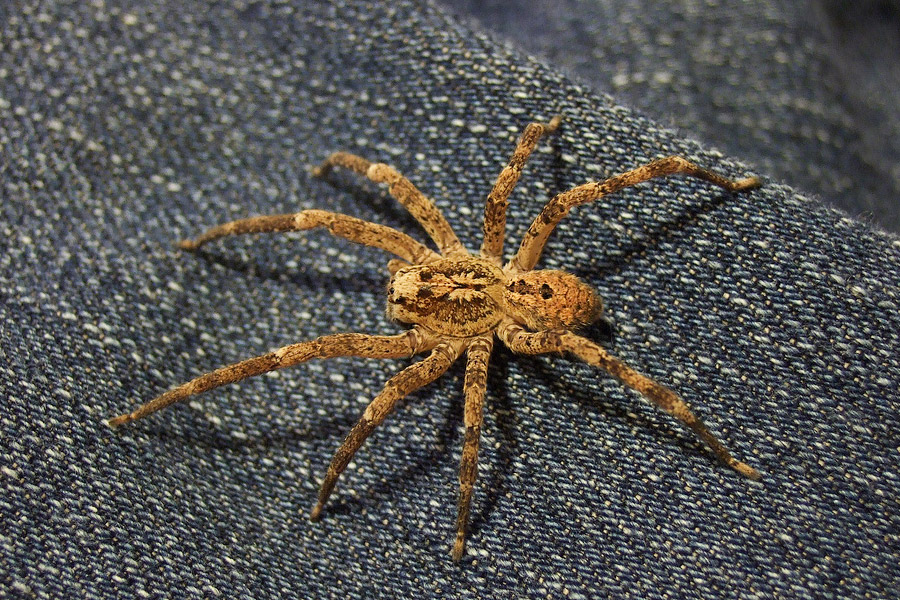 zoropsis_spinimana-web