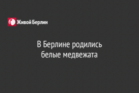 В Берлине родились                                                                       белые медвежата
