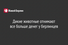 Дикие животные отнимают                           все больше денег у берлинцев