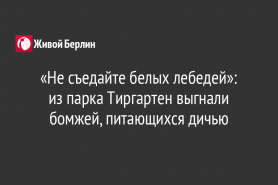 «Не съедайте белых лебедей»:                                   из парка Тиргартен выгнали бомжей, питающихся дичью