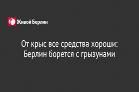 От крыс все средства хороши: Берлин борется с грызунами