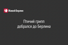 Птичий грипп                                                                           добрался до Берлина
