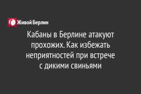 Кабаны в Берлине атакуют прохожих. Как избежать неприятностей при встрече                                       с дикими свиньями