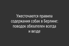 Ужесточаются правила содержания собак в Берлине: поводок обязателен всегда и везде