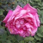 Rosa von Oz