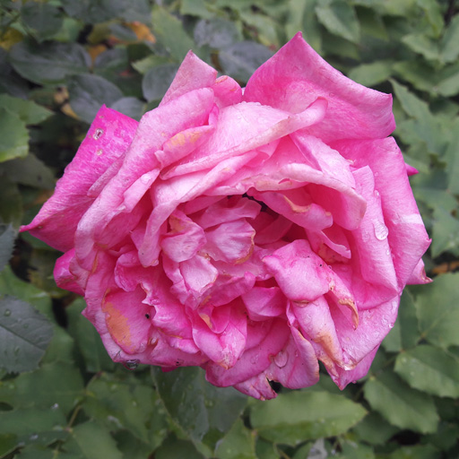 Rosa von Oz