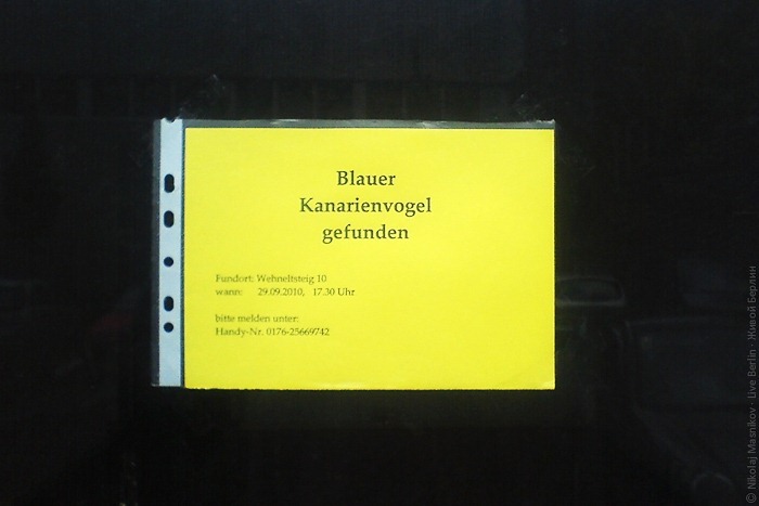 liveberlin-1838-blauer-kanarienvogel-gefunden