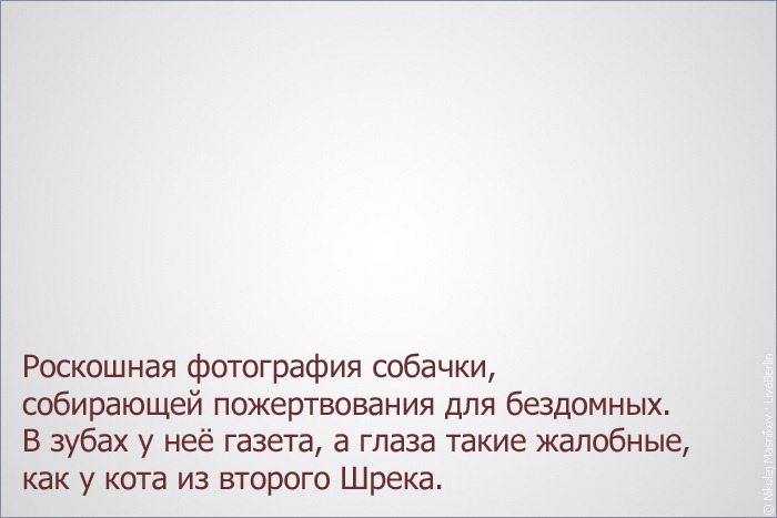 Собака, собирающая пожертвования для&nbsp;бездомных в&nbsp;берлинском метро